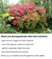 Maria Lisas drama